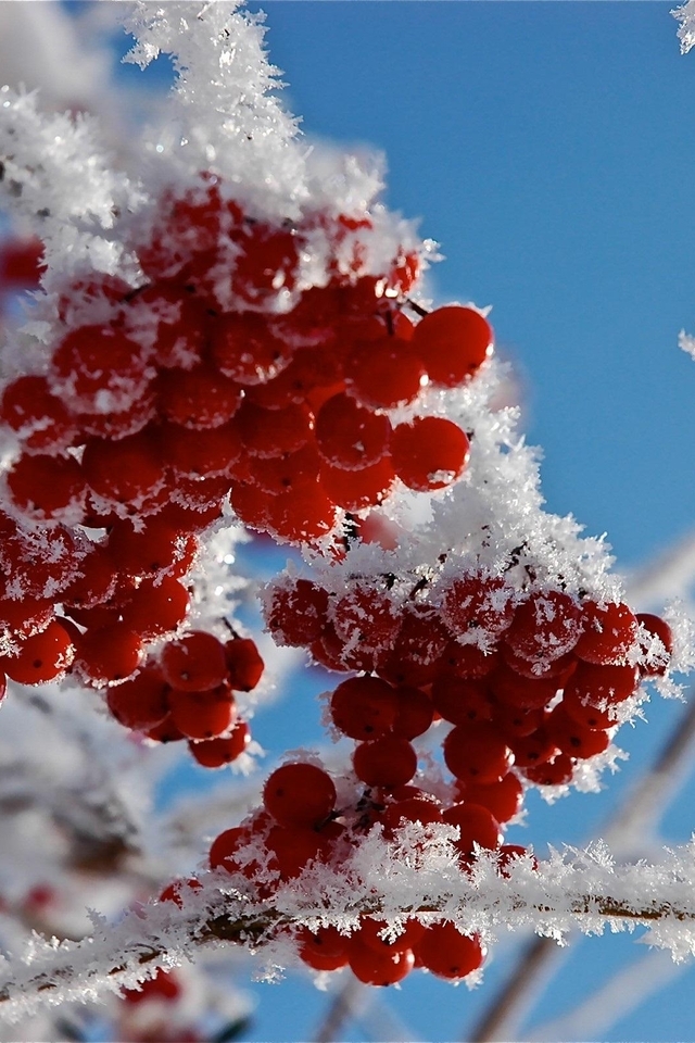 Картинка: Рябина, красная, иней, снег, снежинки, зима, ветки, небо