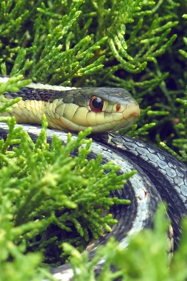 Image: Snake, eyes, grass, twigs, skin, reptile