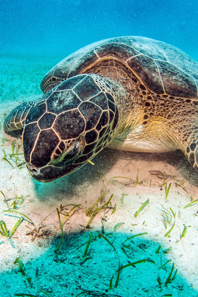 Image: Sea turtle, sand, bottom, plants, lighting