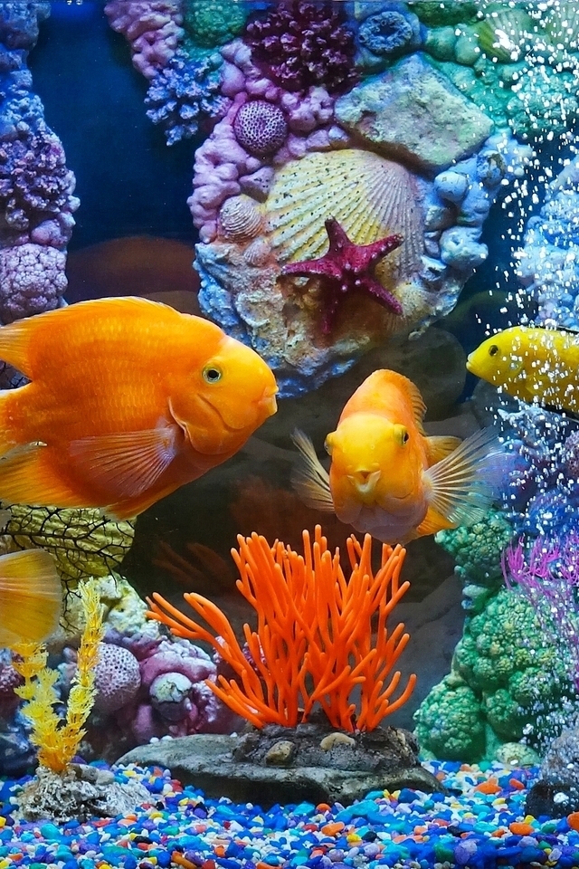 Картинка: Рыбки, морское дно, кораллы, ракушки, камушки, морские звёзды, пузырьки, вода