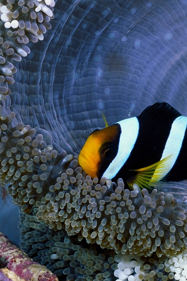 Image: Clown fish, reef, sea anemone, tentacles
