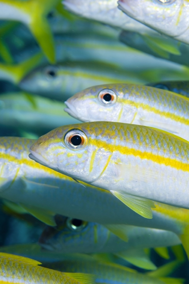 Image: Fish, stripe, yellow, shoal, flock