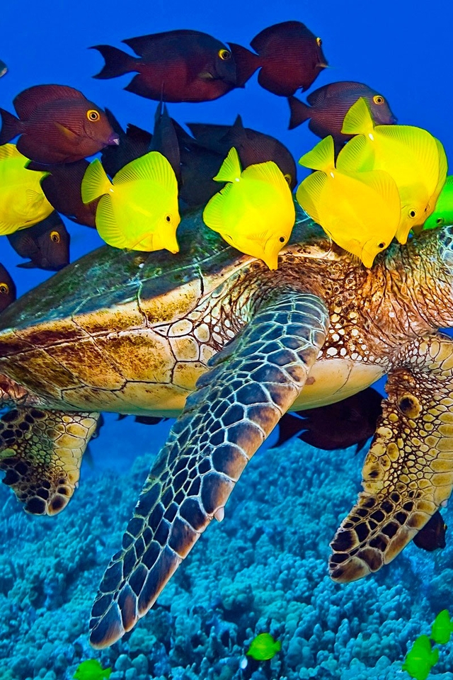 Image: The green sea turtle, fish, a surgeon, zebrasoma, corals