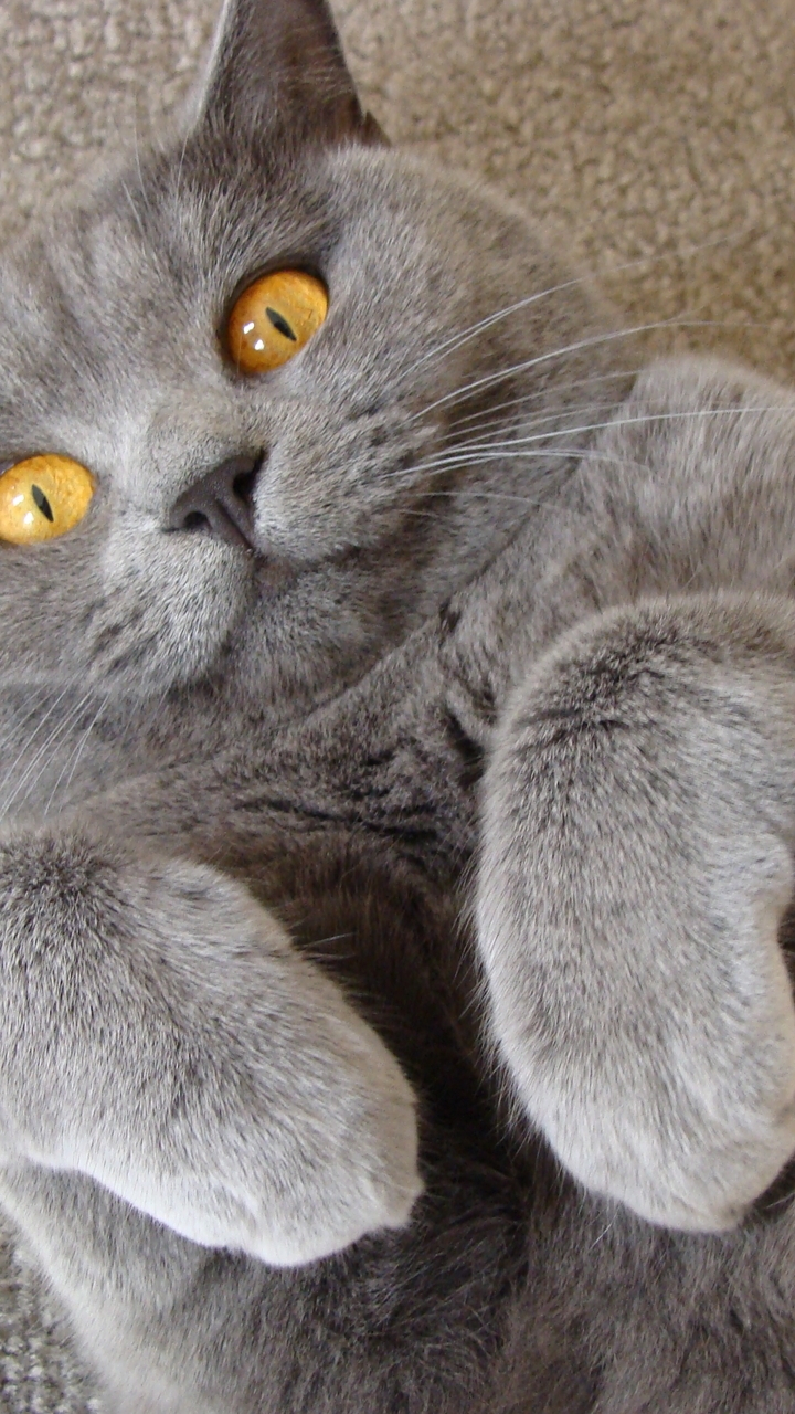 Картинка: Кот, усы, шерсть, британский, ковёр, зайка, жёлтые глаза