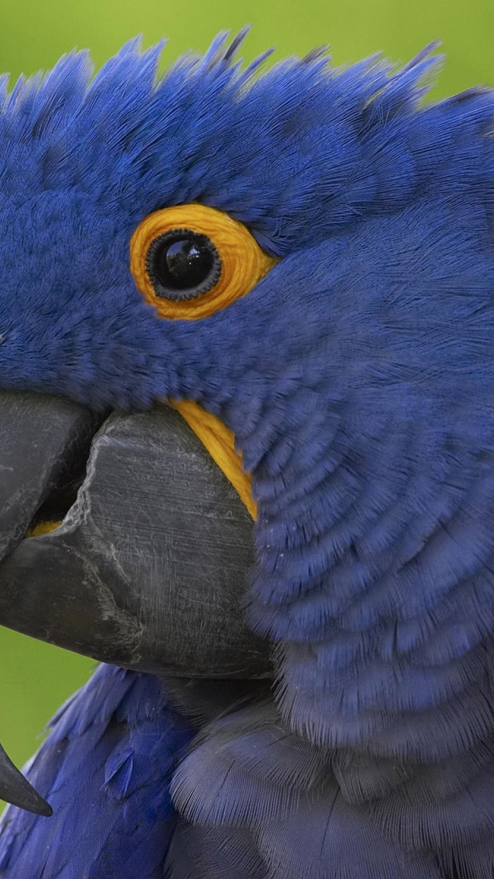 Image: Parrot, bird, beak, eyes, feathers