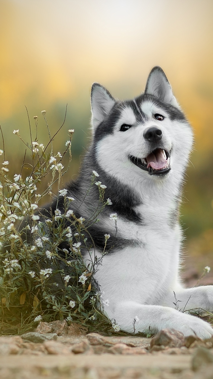 Image: Husky, dog, breed, joy, flowers, field, grass