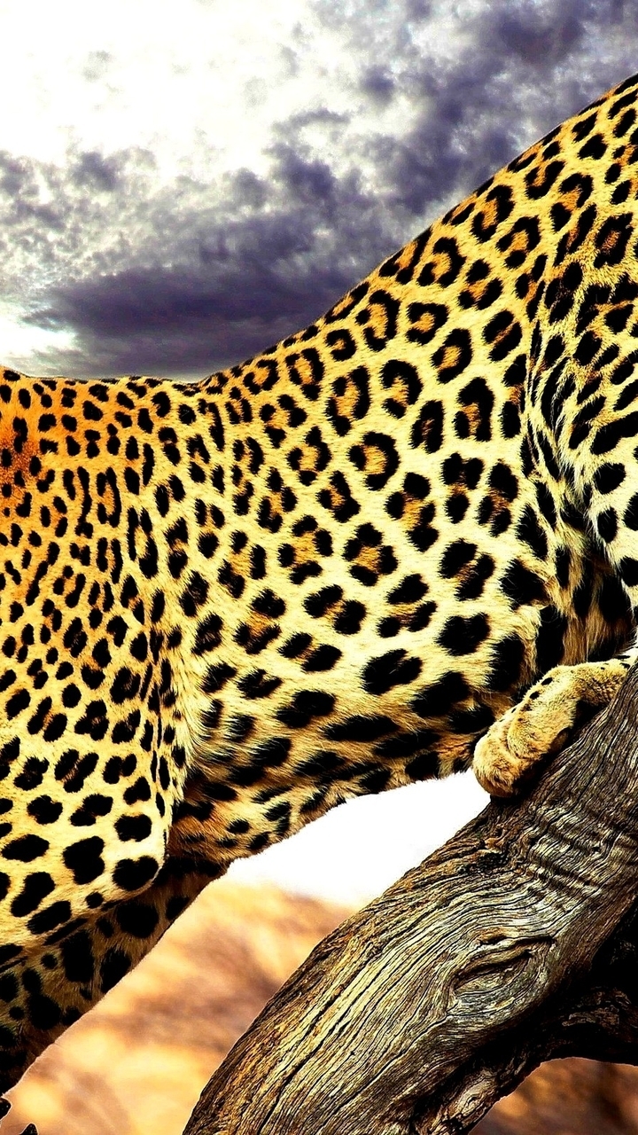 Картинка: Леопард, пятна, хищник, тело, язык, лапы, ветка дерева