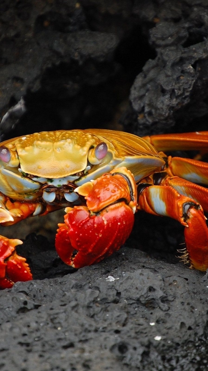 Image: Crab, eyes, claws, stone