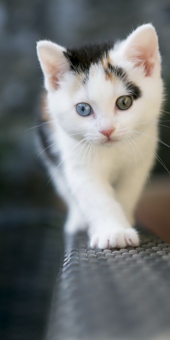 Image: Kitten, tricolor, paw, eyes, mustache, wool, down, height