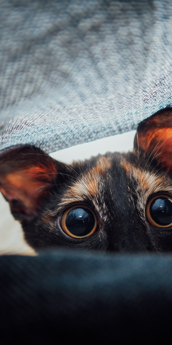 Картинка: Котик, кошка, глаза, морда, под одеялом
