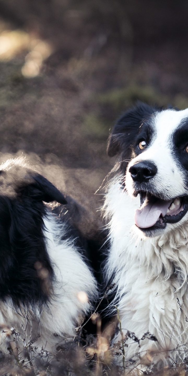 Image: Dog, Border collie, lying, looking, grass, steam