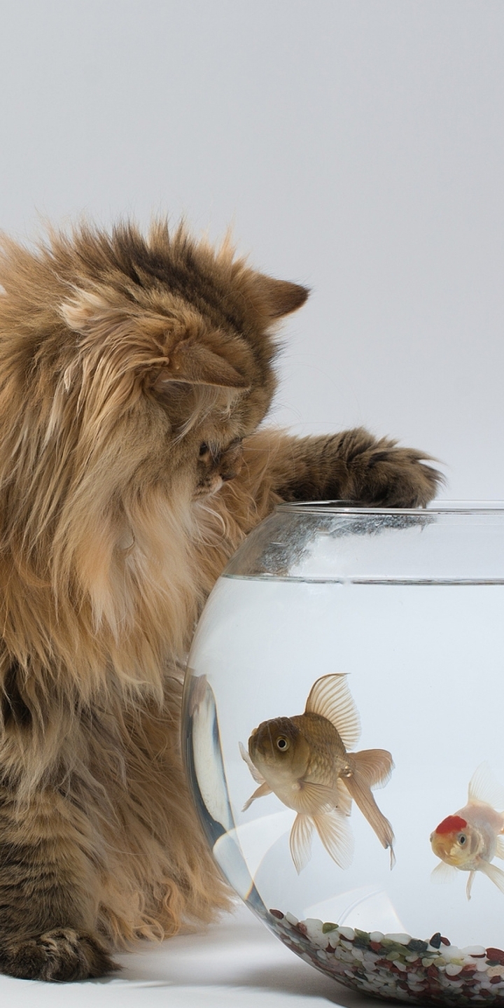 Картинка: Кошка, ловит, рыбки, аквариум, любопытство