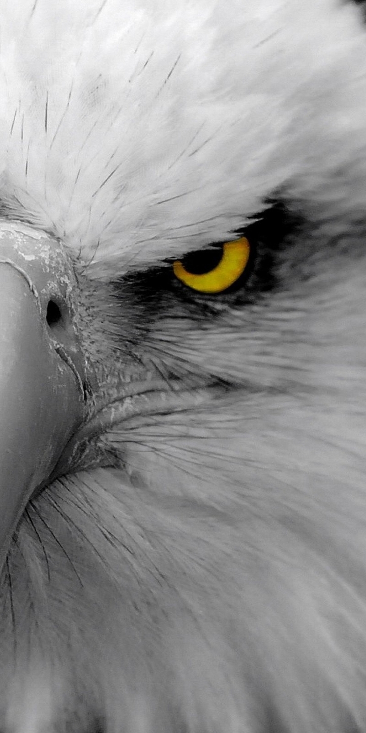 Картинка: Орёл, птица, клюв, голова, глаза, взгляд, хищник, макро, чёрный фон