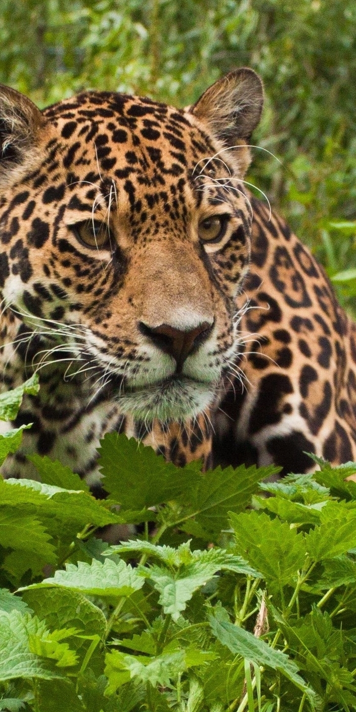 Картинка: Ягуар, кошка, морда, хищник, взгляд, глаза, листва, лес, крапива