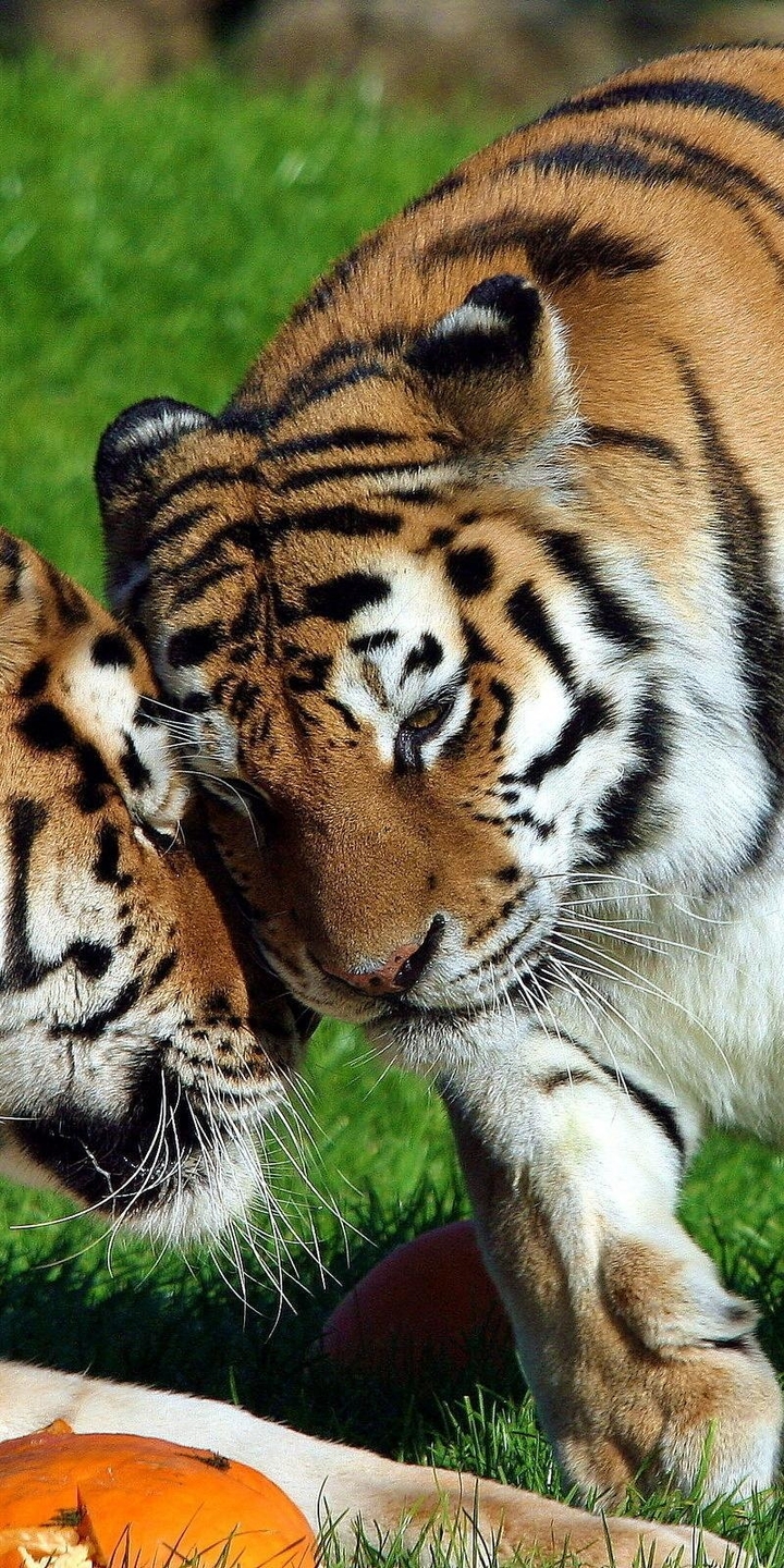 Image: Tigers, thick, predators, cats, food, grass, couple, embrace, sunny day