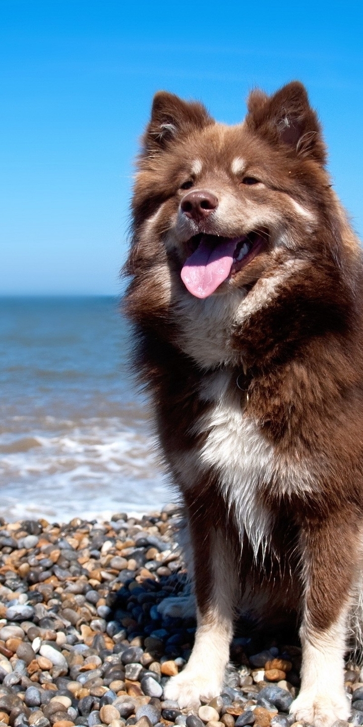 Image: Dog, protruding tongue, sitting, coast, stones, sea, water, horizon, sky, sun rays