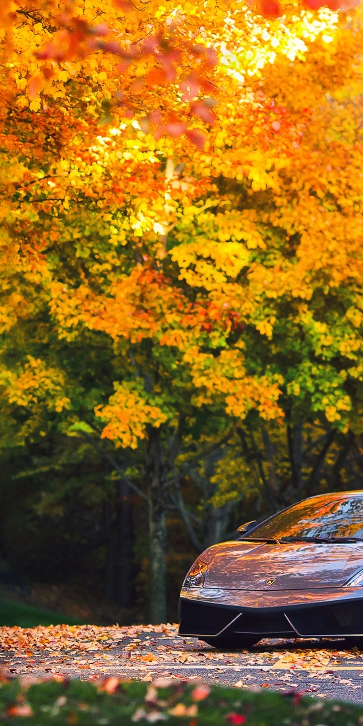Картинка: Ламборджини Галлардо, Lamborghini Gallardo, серебристый, осень, листва, дорога