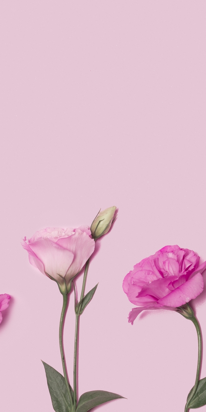 Картинка: Эустома, цветы, розовые