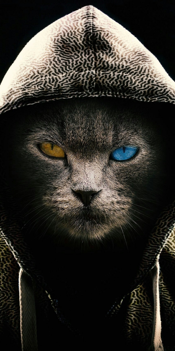 Картинка: Кот, капюшон, разные глаза, морда, чёрный фон