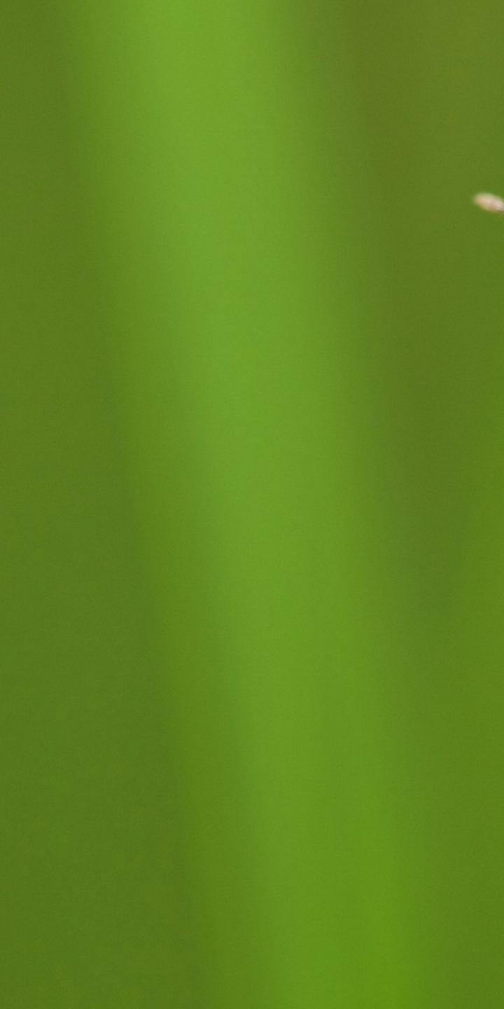 Картинка: Жук, усики, зелёный, трава, травинка, макро