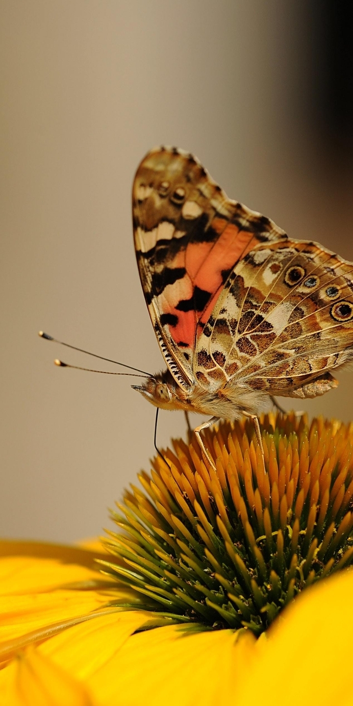 Image: Flower, yellow, butterfly, wings