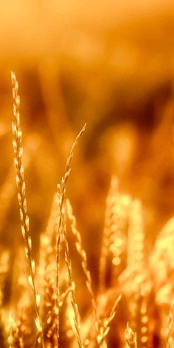 Картинка: Колосья, пшеница, камыш, трава, стебли, свет