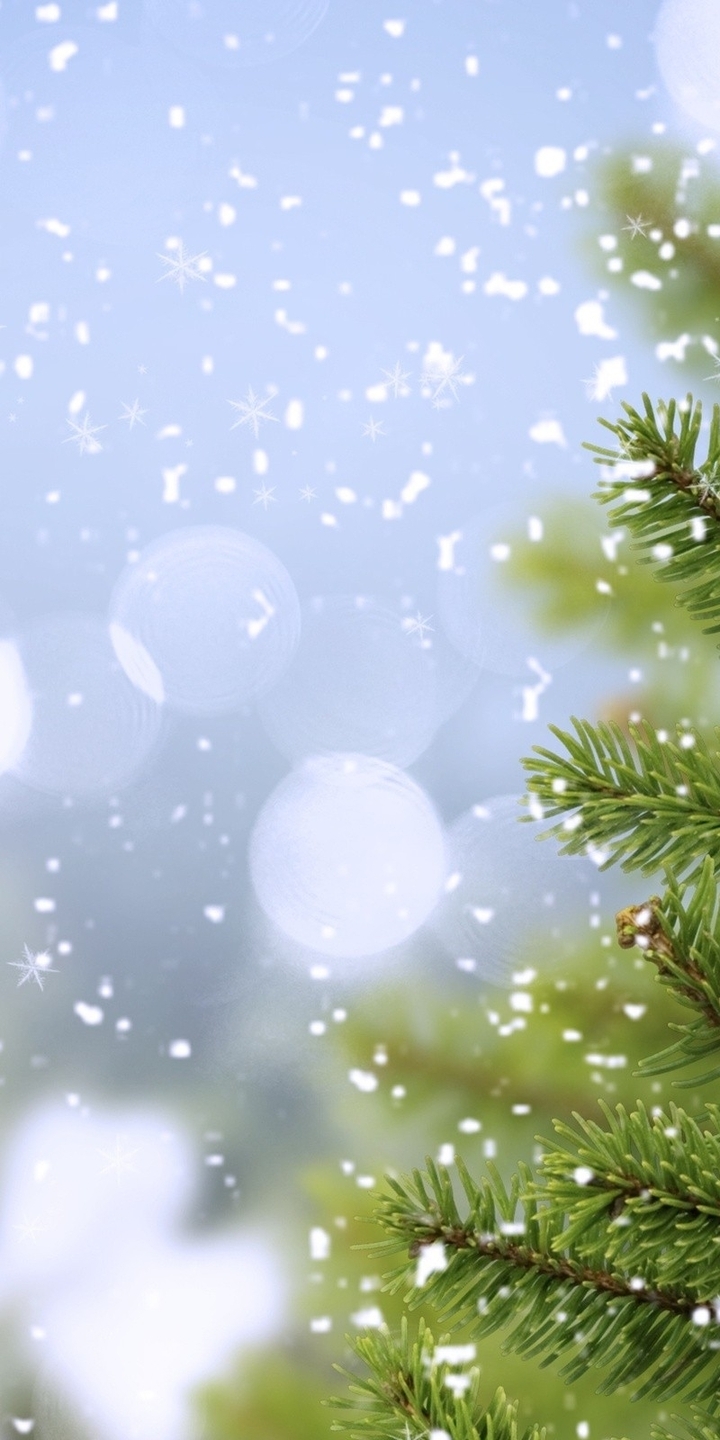 Картинка: Дерево, ель, сосна, ветки, иголки, снег, снежинки, блики