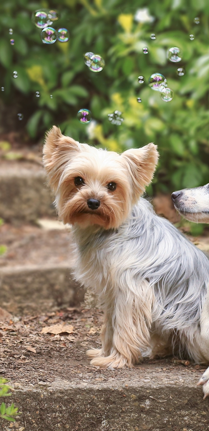 Image: Dog, Dogs, pair, two, steps, sitting, Bubbles, greens, Yorkshire Terrier