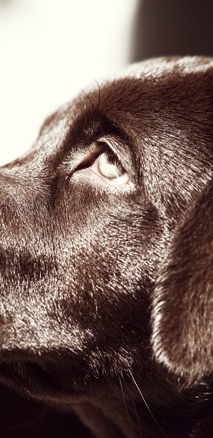 Image: Labrador, dog, dog, nose, eyes, ears, muzzle, profile, chocolate color
