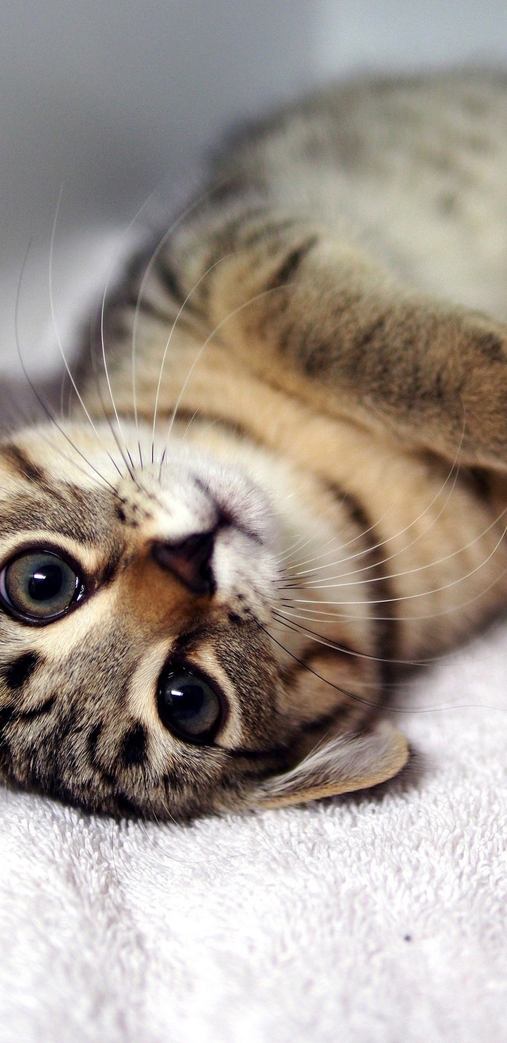 Image: Kitten, striped, cat, lying, legs, eyes, snout, mustache