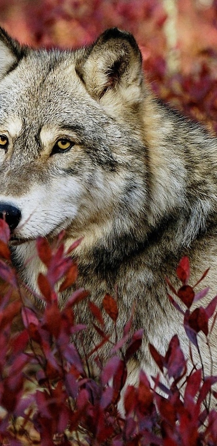 Картинка: Волк, хищник, зверь, морда, взгляд, лес, растения, опасность