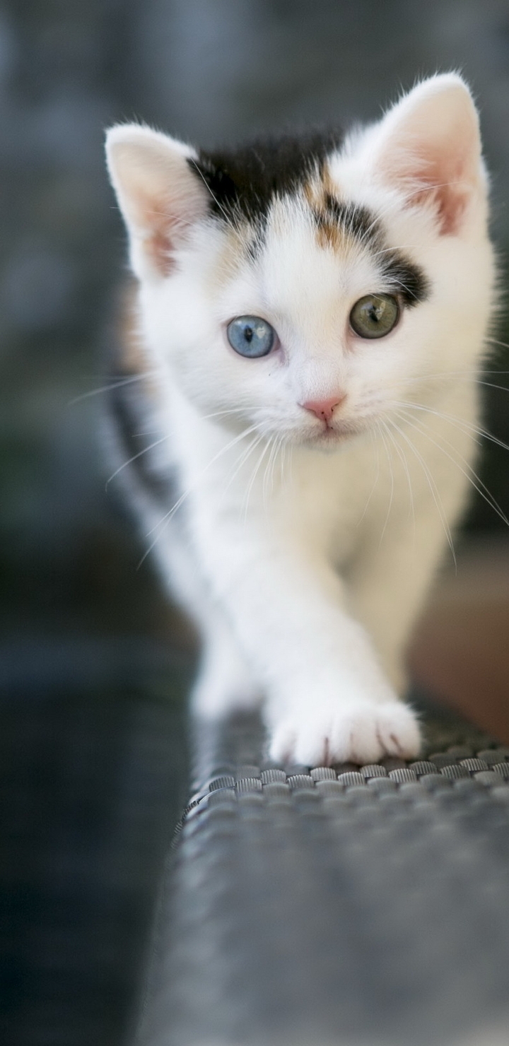 Картинка: Котёнок, трёхцветный, лапа, глаза, усы, шерсть, идёт, высота