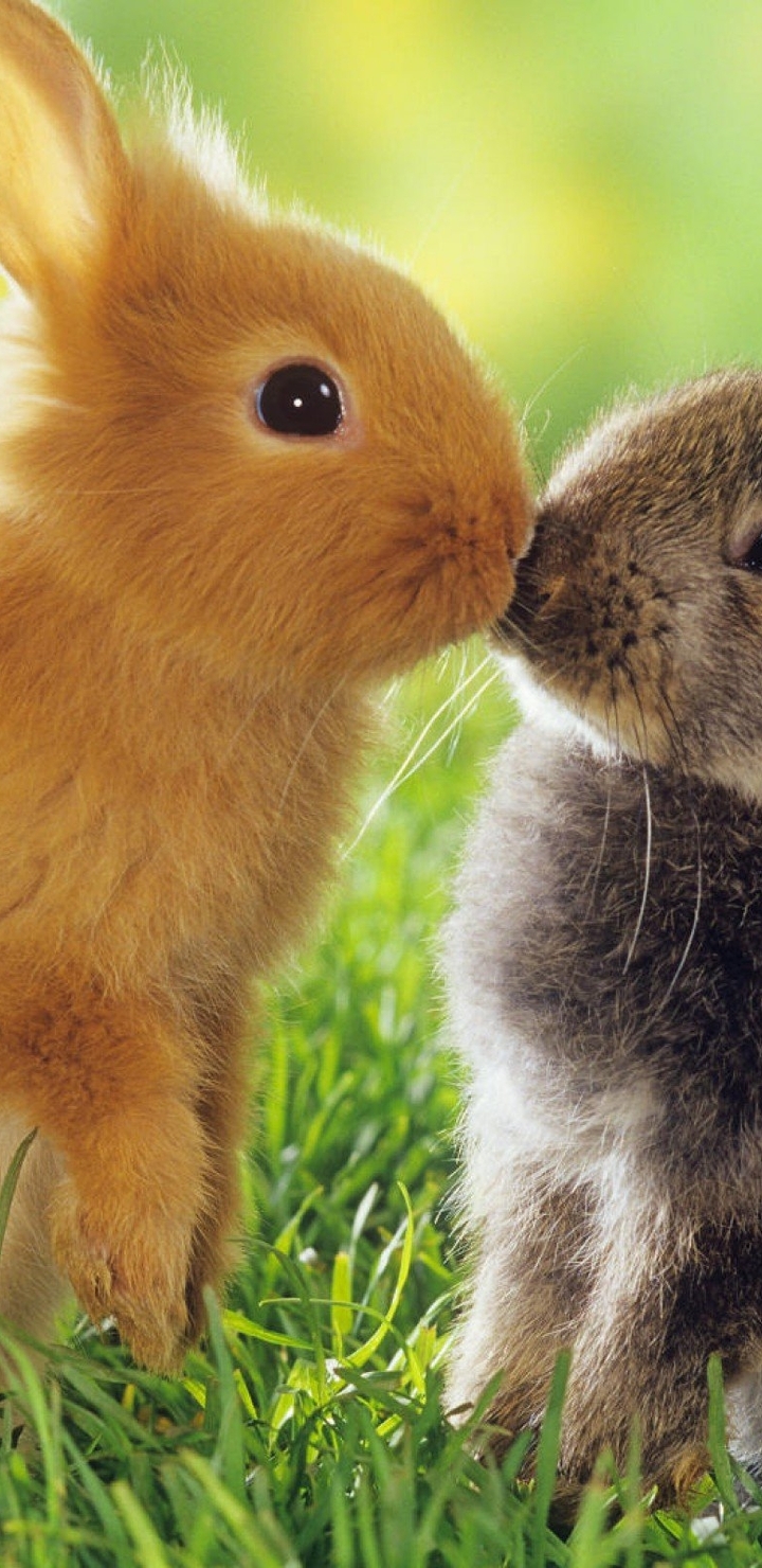 Image: Rabbits, fluffies, fur, ears, eyes, grass, lawn