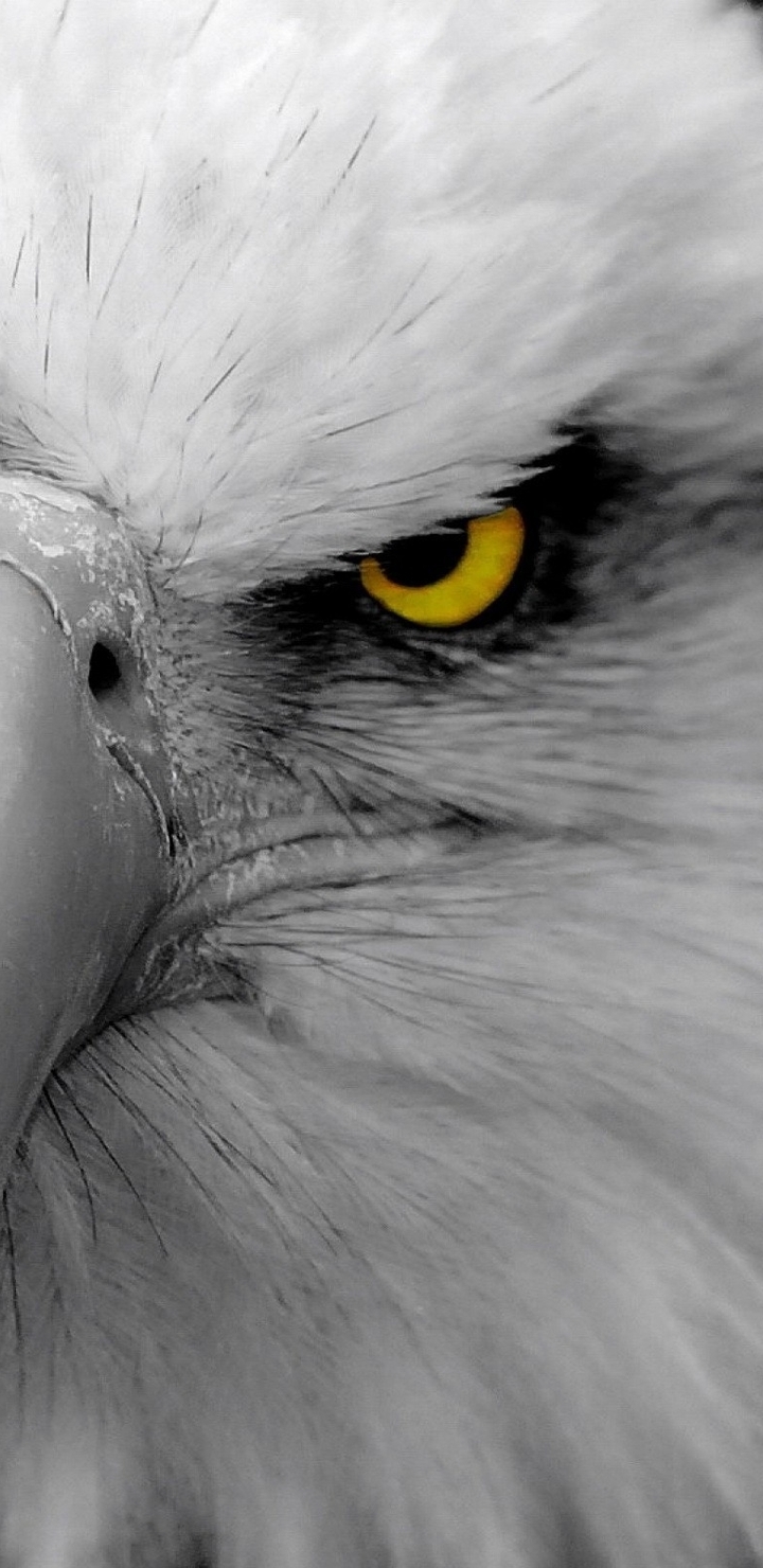 Картинка: Орёл, птица, клюв, голова, глаза, взгляд, хищник, макро, чёрный фон