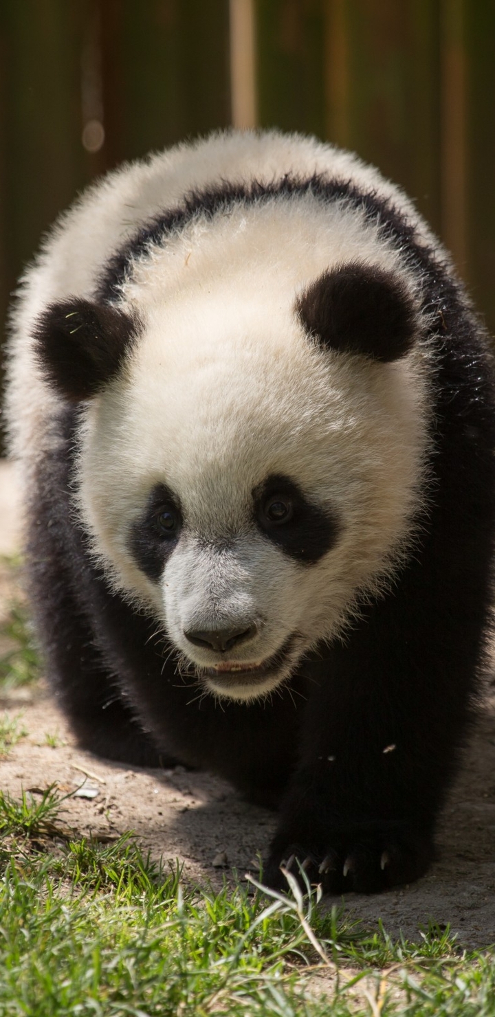 Image: Panda, bear, goes, grass, sand, trees, forest