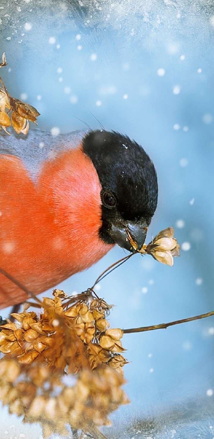 Image: Bullfinch, twig, snow