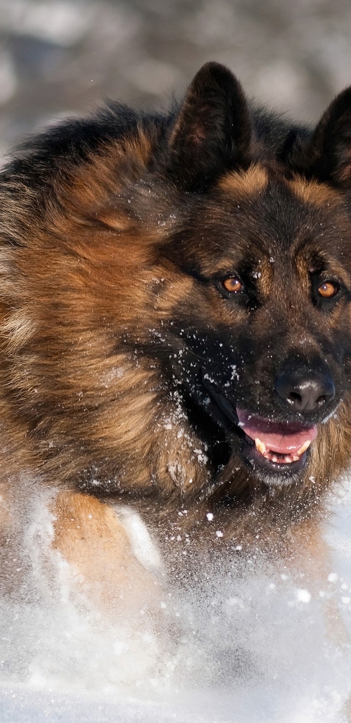 Image: Dog, German shepherd, long-haired, running, snow
