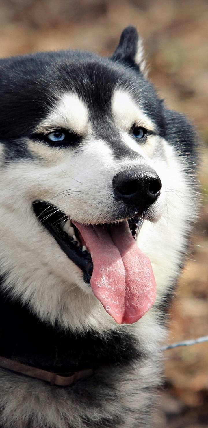 Image: Siberian husky, dog, language