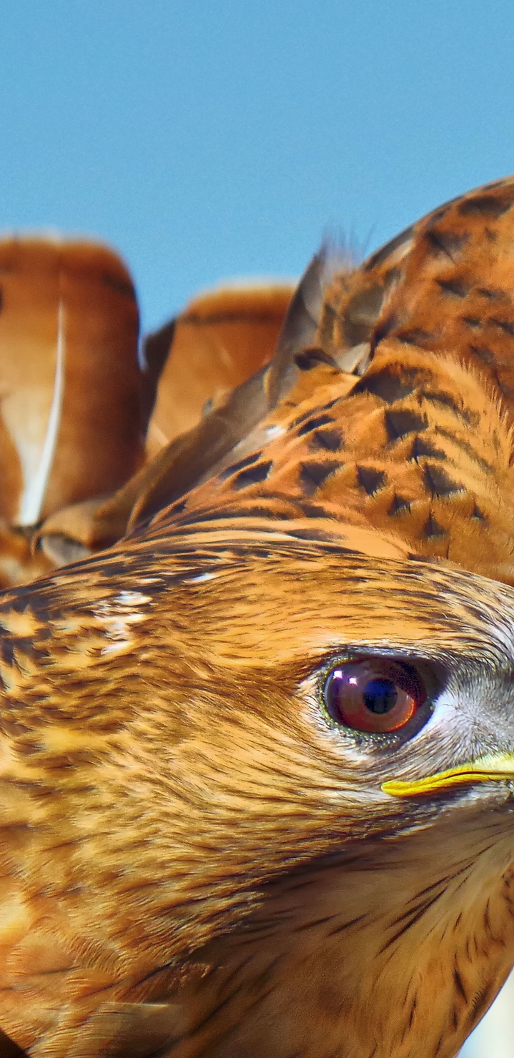 Image: Falcon, bird, head, feathers, flight, prey, sky