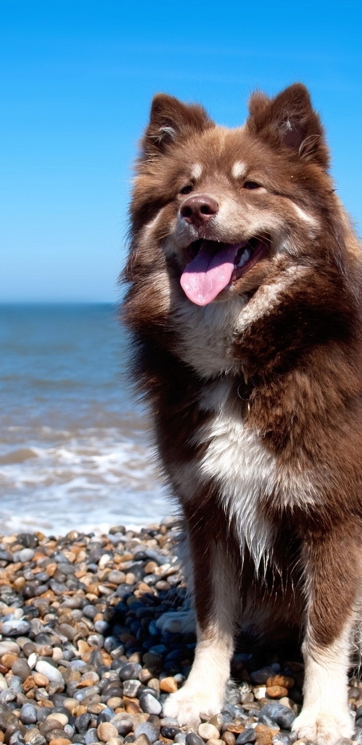 Image: Dog, protruding tongue, sitting, coast, stones, sea, water, horizon, sky, sun rays