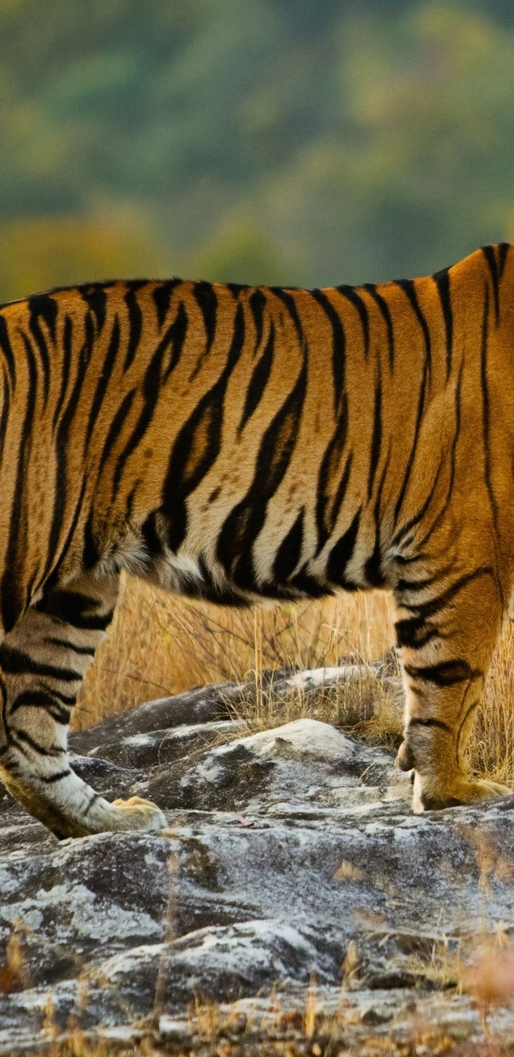 Картинка: Тигр, хищник, полосы, территория