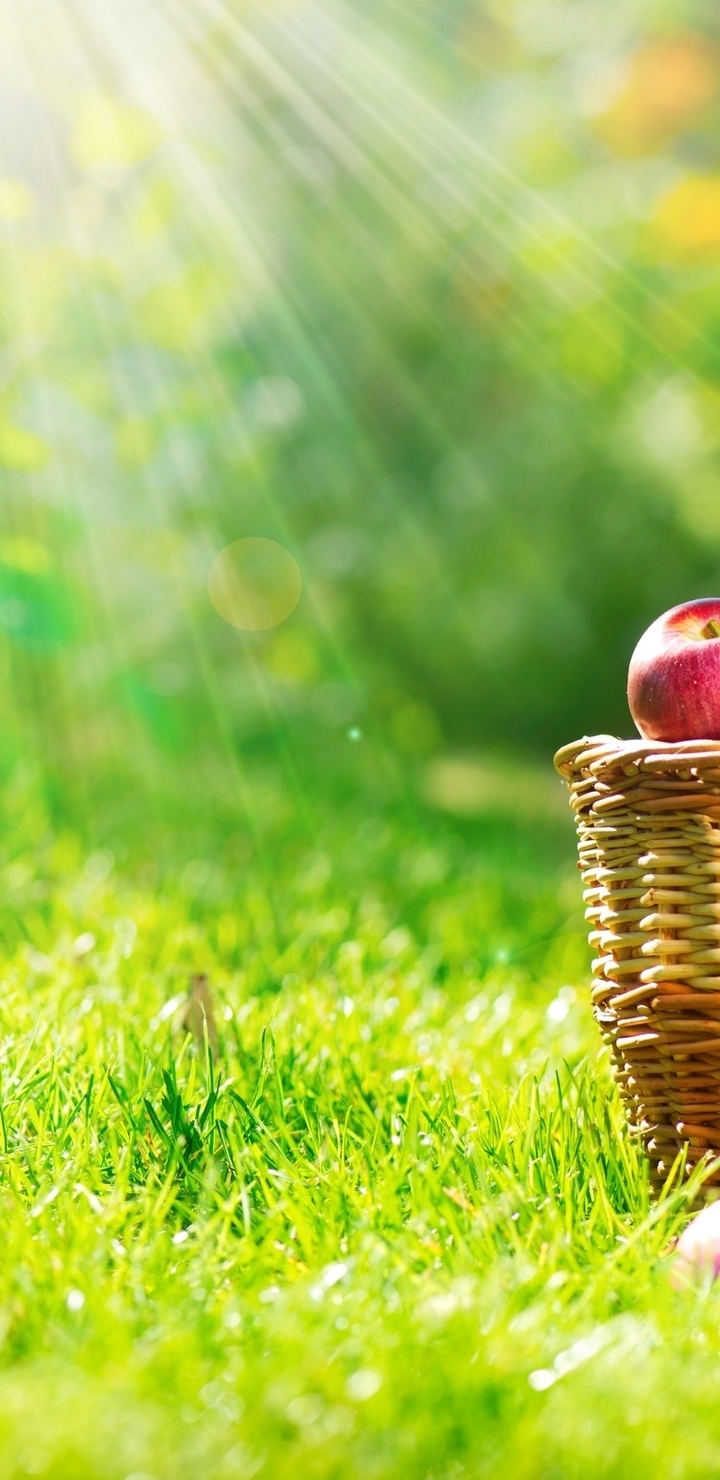 Картинка: Корзина, яблоки, урожай, лето, трава, зелень, солнце, лучи