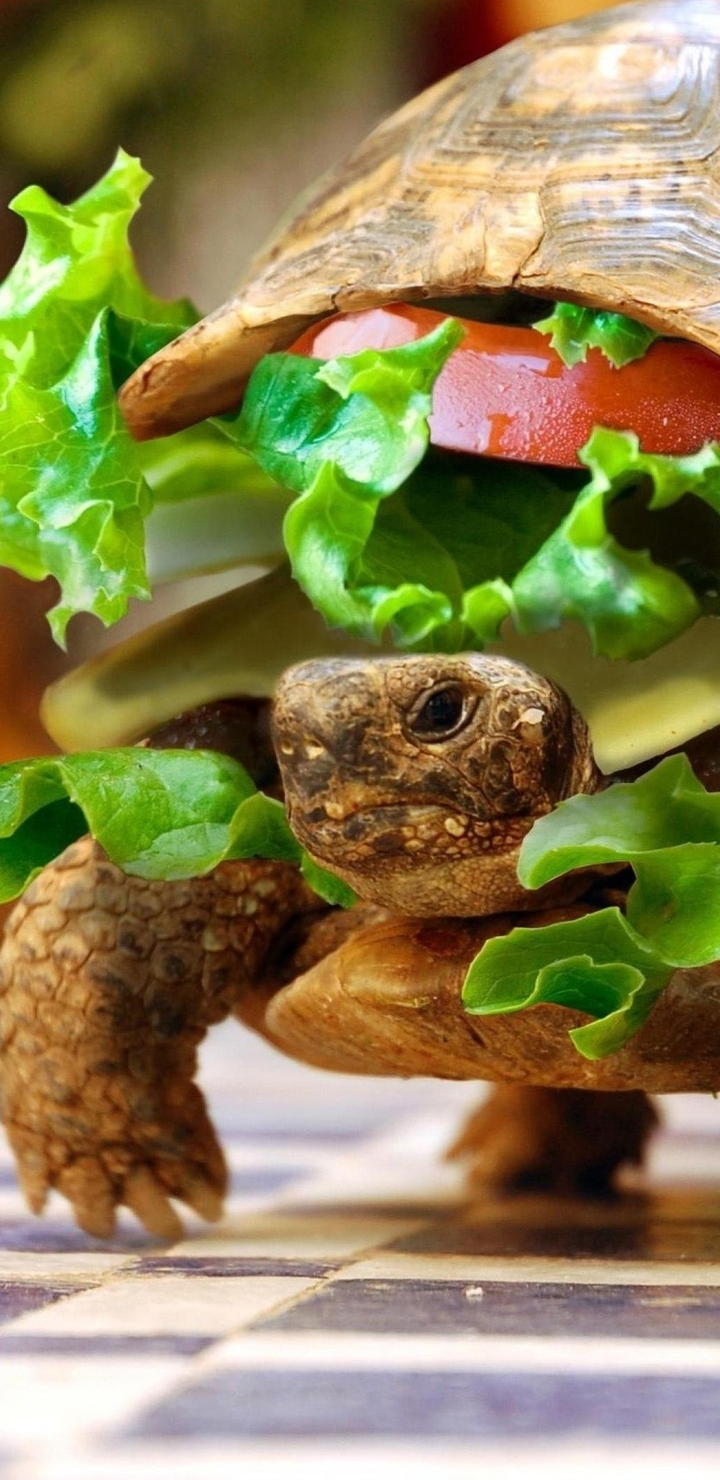 Image: Turtle, cheeseburger, food, crawling, floor, reptile, greens, cutlet, tomato, cheese