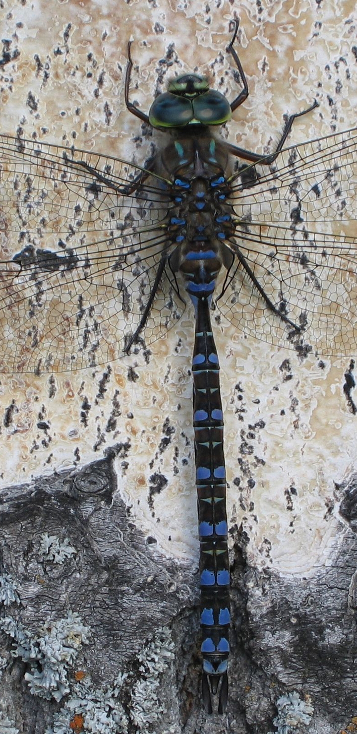 Image: Dragonfly, blue, wings, sitting, bark