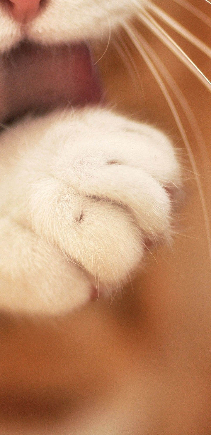 Image: Cat, paw, whiskers, hair, language