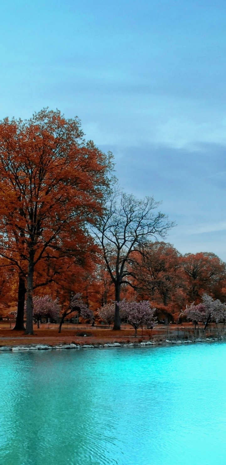 Картинка: Деревья, ветки, листья, голубое озеро, небо, осень