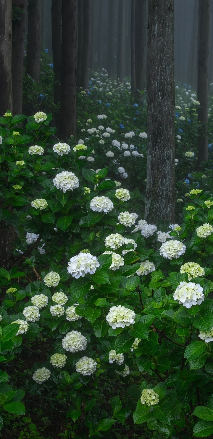 Image: Forest, bushes, flowers, hydrangea, flowering, trees