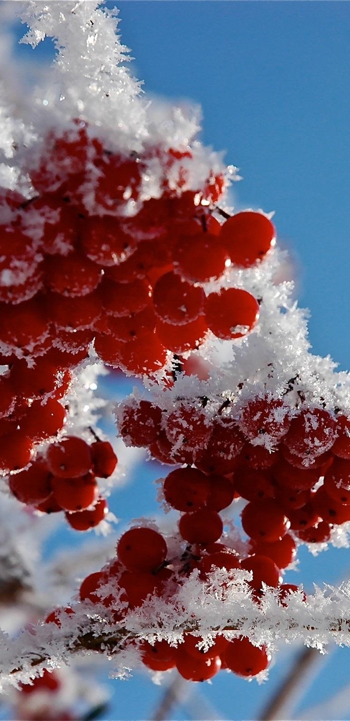 Картинка: Рябина, красная, иней, снег, снежинки, зима, ветки, небо