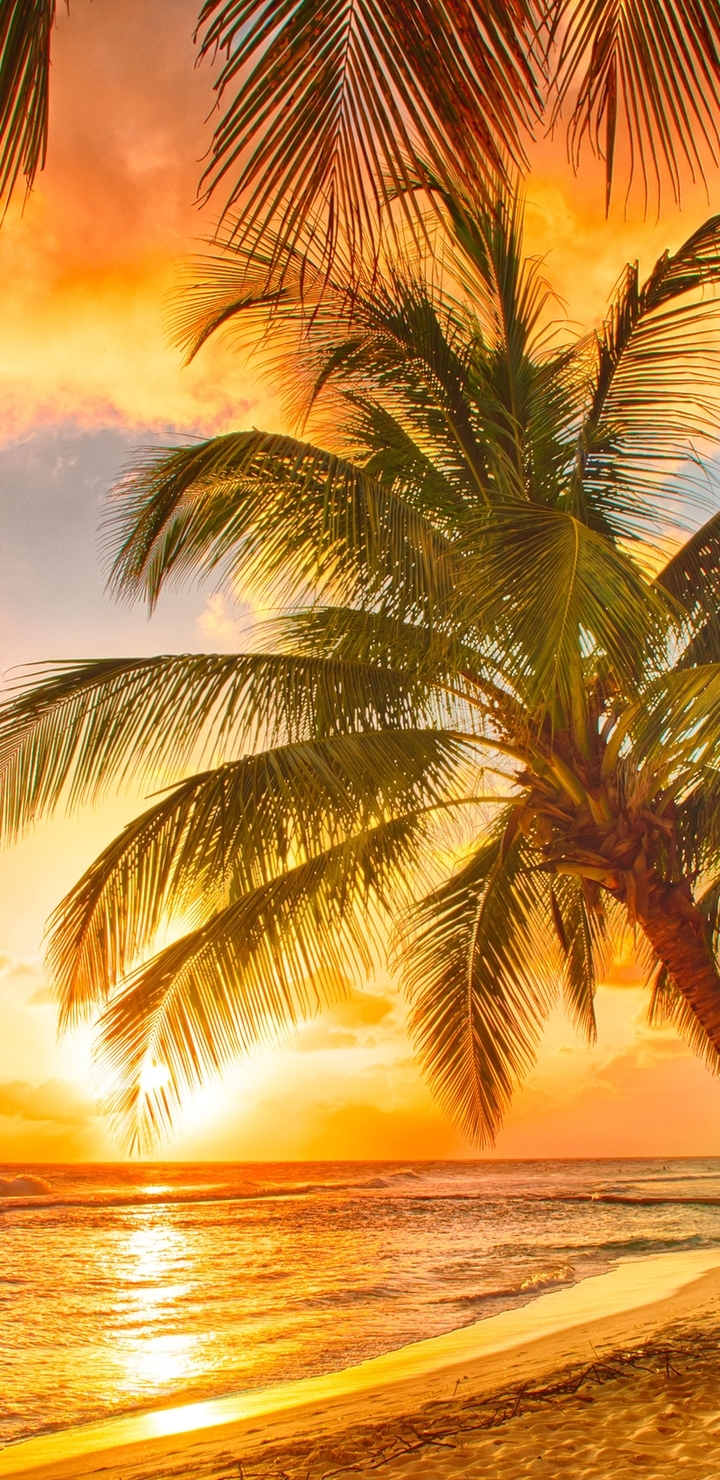 Image: Tropics, palm trees, sky, sea, sand, sunset