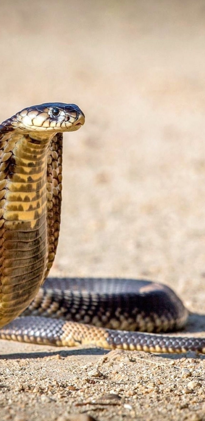 Image: Cobra, snake, asps, desert
